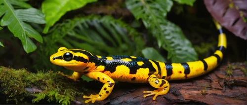 golden poison frog,fire salamander,poison dart frog,phyllobates,tiger salamander,malagasy taggecko,mole salamander,salamandra,spotted salamander,climbing salamander,salamander,hyssopus,banded geckos,woodland salamander,oriental fire-bellied toad,lungless salamander,true salamanders and newts,spring salamander,dusky salamander,fire-bellied toad,Illustration,Paper based,Paper Based 06