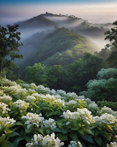 lilies of the valley,lilly of the valley,lily of the valley,lily of the field,japan landscape,south korea,tea field,tea plantations,the valley of flowers,mountain laurel,beautiful landscape,beautiful japan,fragrant snow sea,rhododendrons,mount scenery,japanese mountains,natural scenery,morning mist,foggy landscape,green landscape,Photography,Fashion Photography,Fashion Photography 22