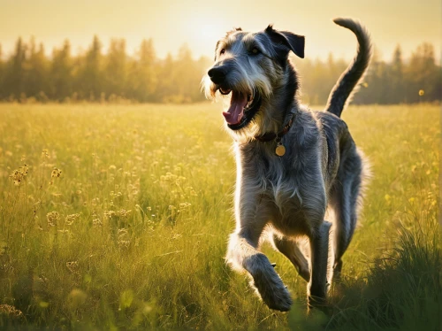 irish wolfhound,scottish deerhound,mudhol hound,standard schnauzer,german wirehaired pointer,airedale terrier,wirehaired pointing griffon,american staghound,styrian coarse-haired hound,silken windhound,smooth fox terrier,bosnian coarse-haired hound,otterhound,running dog,lurcher,dog running,glen of imaal terrier,lakeland terrier,spinone italiano,fox terrier,Conceptual Art,Daily,Daily 20