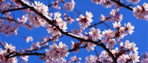 almond tree,japanese sakura background,almond blossoms,almond blossom,sakura cherry tree,sakura tree,apricot flowers,cherry branches,sakura flowers,sakura trees,almond trees,spring background,sakura background,japanese cherry,sakura branch,apricot blossom,tree blossoms,japanese cherry blossoms,sakura blossoms,japanese cherry blossom,Conceptual Art,Daily,Daily 23