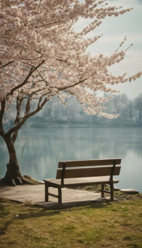 the cherry blossoms,wooden bench,park bench,japanese cherry trees,bench,outdoor bench,cherry trees,man on a bench,japanese sakura background,cherry blossoms,japanese cherry blossoms,takato cherry blossoms,benches,cold cherry blossoms,sakura trees,japanese cherry blossom,cherry blossom tree,sakura cherry tree,cherry blossom japanese,cherry tree,Photography,Documentary Photography,Documentary Photography 01
