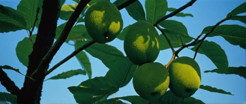 starfruit plant,breadfruit,artocarpus odoratissimus,carambola,annona,sapodilla,star fruit,lemon tree,morinda citrifolia,citrus sinensis,starfruit,citrus plant,feijoa,liriodendron tulipifera,ripening fruit,chile de árbol,chestnut leaves,asian green oranges,limonana,garcinia indica,Photography,Documentary Photography,Documentary Photography 15