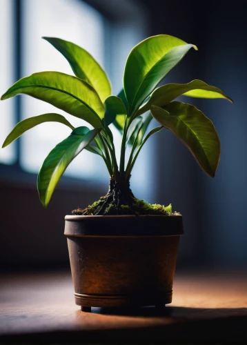 money plant,dark green plant,potted plant,houseplant,the plant,green plant,container plant,indoor plant,banana plant,starfruit plant,lantern plant,pot plant,pepper plant,citrus plant,plant community,growth icon,oil-related plant,ginger plant,century plant,plants in pots,Unique,3D,Toy