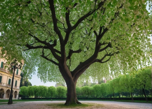 robinia,zelkova serrata,liriodendron tulipifera,siberian elm,weeping willow,linden tree,flourishing tree,ordinary robinia,palma trees,tree-lined avenue,mirabelle tree,ginkgo biloba,green tree,poplar tree,plane trees,european ash,trumpet tree,tree lined,trees with stitching,blossom tree,Photography,Fashion Photography,Fashion Photography 14