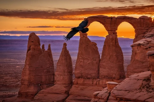 raven at arches national park,arches raven,raven at arches,arches national park,harp of falcon eastern,united states national park,base jumping,bird flight,birds in flight,guards of the canyon,hoodoos,flying hawk,mountain hawk eagle,flying birds,bird of prey,raptor perch,birds of prey,monument valley,bryce canyon,paraglider sunset,Conceptual Art,Daily,Daily 06