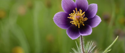 pasqueflower,pulsatilla,pulsatilla grandis,prairie pasqueflower,saffron crocus,crocus vernus,tulipan violet,purple crocus,cretan crocus,spring crocus,crocus,pasque-flower,crocus flowers,flax-leaved tulip,violet tulip,anemone de caen,anemone japonica,tommie crocus,crocuss,purple anemone,Illustration,Abstract Fantasy,Abstract Fantasy 12