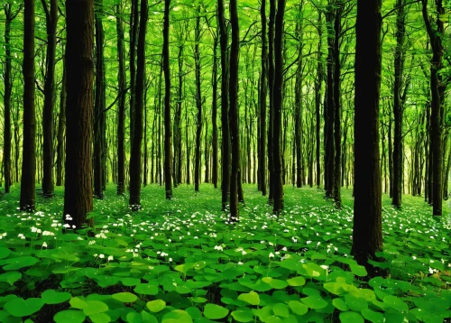 green forest,germany forest,forest floor,beech forest,aaa,green wallpaper,chestnut forest,holy forest,forest glade,forest of dreams,ramsons,fairy forest,fairytale forest,beech trees,cartoon forest,wood-sorrel,deciduous forest,forest background,tree grove,forest clover,Illustration,Retro,Retro 05