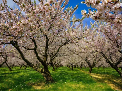 almond trees,japanese cherry trees,almond tree,almond blossoms,cherry trees,blossoming apple tree,apricot blossom,spring in japan,sakura trees,almond blossom,japanese cherry blossoms,orchards,apple blossoms,plum blossoms,japanese cherry blossom,sakura cherry tree,blooming trees,apple trees,spring blossoms,cherry blossom tree,Art,Classical Oil Painting,Classical Oil Painting 17