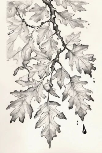 birch tree illustration,oak leaves,maple leave,leaf drawing,silver maple,maple foliage,leaf maple,skeleton leaves,beech leaves,dried leaves,tree leaves,currant leaves,leaf branch,chestnut leaves,leaves frame,beech leaf,walnut leaf,maple seeds,the leaves of chestnut,leaves of currant,Illustration,Black and White,Black and White 34