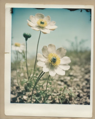 cosmos flowers,summer anemone,desert flower,white cosmos,lubitel 2,flowers frame,vintage flowers,cosmea,bush anemone,sulfur cosmos,anemones,cosmos flower,seaside daisy,cosmos caudatus,genus anemone,marguerite daisy,fall anemone,poppy anemone,anemone sylvestris,white anemones,Photography,Documentary Photography,Documentary Photography 03