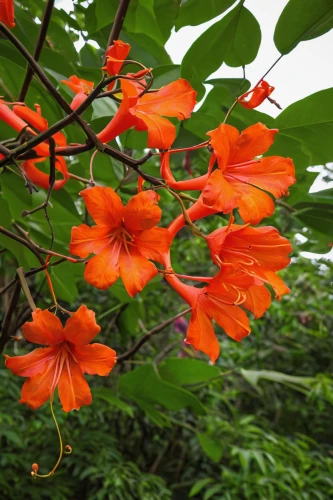 chinese trumpet vine,bengal trumpet vine,flame vine,erythrina crista-galli,orange flowers,flame lily,trumpet vine,red orange flowers,coral vine,orange red flowers,orange climbing plant,orange lily,campsis radicans,cockspur coral tree,crocosmia × crocosmiiflora,alstroemeriaceae,passifloraceae,bengal clock vine,fire-star orchid,flame flower,Illustration,American Style,American Style 12