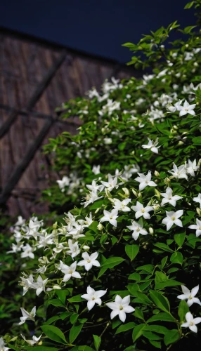 night-blooming jasmine,wood anemones,night scented jasmine,white jasmine,star jasmine,flower jasmine,japanese jasmine,star of bethlehem,garden star of bethlehem,star-of-bethlehem,evergreen candytuft,jasminum,farmer's jasmine,wood anemone,jasmine flowers,lilies of the valley,white lily,starflower,wild jasmine,cape jasmine,Conceptual Art,Daily,Daily 06