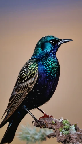 european starling,adult starling,starling,pied starling,sunbird,southern double-collared sunbird,starlings,orange-breasted sunbird,black-chinned,cactus wren,beautiful bird,coastal bird,brown-throated sunbird,colorful birds,gujarat birds,giant kingfisher,song bird,an ornamental bird,chrysops,tanager,Art,Classical Oil Painting,Classical Oil Painting 38