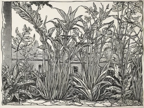 ornamental corn,vegetable garden,pond plants,corn field,banana trees,vegetables landscape,forage corn,garden plants,cornfield,sugar plant,fodder plants,crop plant,agricultural,bamboo plants,sugarcane,bed in the cornfield,juice plant,phragmites,garden of plants,cool woodblock images,Illustration,Black and White,Black and White 29