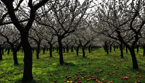 orchards,apple trees,apple plantation,almond trees,apple orchard,fruit trees,fruit fields,orchard,cherry trees,walnut trees,apple tree,almond tree,apple mountain,argan trees,fruit tree,blossoming apple tree,olive grove,red apples,apple flowers,apples,Photography,Fashion Photography,Fashion Photography 17