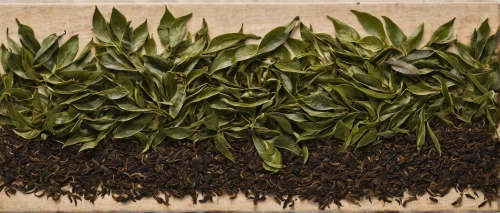 loose tea leaves,tea leaves,loose-leaf,ceylon tea,tarragon,tea leaf,tobacco leaves,star anise,curry leaves,tea plant,assam tea,darjeeling tea,longjing tea,summer savory,bay leaf,allspice,gold foil laurel,hojicha,cherry laurel,long pepper,Conceptual Art,Oil color,Oil Color 15