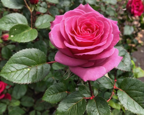 lady banks' rose ,lady banks' rose,disney rose,rosa zephirine drouhin,shrub rose,julia child rose,regnvåt rose,japan rose,hybrid tea rose,garden rose,english shrub rose,historic rose,rose bloom,woods' rose,rose blooms,bright rose,rosa,bicolor rose,romantic rose,noble rose,Illustration,Paper based,Paper Based 16