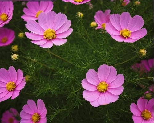 cosmos flowers,cosmos flower,pink cosmea,garden cosmos,cosmos autumn,cosmea,pink daisies,wood daisy background,cosmea bipinnata,cosmos caudatus,cosmos bipinnatus,anemone japonica,japanese anemones,japanese anemone,barberton daisies,pink anemone,daisy flowers,pink flowers,cosmos field,flower background,Photography,Documentary Photography,Documentary Photography 27