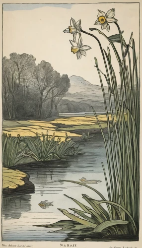 edward lear,jonquils,narcissus pseudonarcissus,jonquil,kate greenaway,narcissus of the poets,tasmanian flax-lily,illustration of the flowers,lilies of the valley,lotus on pond,cowslip,brook avens,freshwater marsh,narcissus,yellow iris,marsh marigolds,longstem marsh violet,trollius of the community,narrow-leaved sundrops,early spring,Illustration,Black and White,Black and White 29
