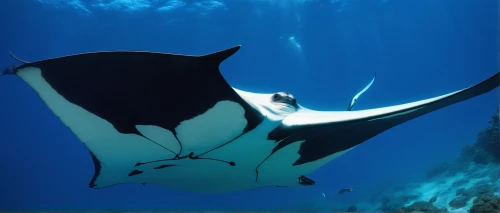 reef manta ray,manta rays,manta ray,manta,diving fins,manta-a,manta - a,batfish,pilot whale,tursiops truncatus,dorsal fin,whale cow,ozeaneum,sea animals,megabat,cartilaginous fish,marine animal,eagleray,cetacea,orca,Art,Classical Oil Painting,Classical Oil Painting 37