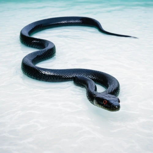 sea snake,water snake,beach snake,plain bellied watersnake,banded water snake,red bellied black snake,lake erie water snake,african house snake,eastern indigo snake,black snake,glossy snake,venomous snake,sharptail snake,rat snake,blue snake,pointed snake,coral snake,kingsnake,groundsnake,serpent,Conceptual Art,Graffiti Art,Graffiti Art 11