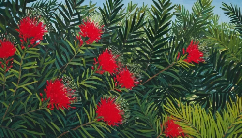 pitahaja,quandong,spruce cones,callistemon citrinus,coral bush,conifer cones,gymea lily,banksia,pinecones,leucaena,red foliage,cones,illustration of the flowers,cycad,conifers,chile pine,red pine,pine cones,pine flower,western yew,Conceptual Art,Oil color,Oil Color 13