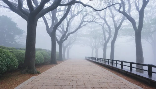 foggy landscape,foggy forest,dense fog,foggy day,autumn fog,fog,the fog,ground fog,foggy bottom,tree lined path,veil fog,foggy,high fog,morning fog,north american fog,cancer fog,fog banks,foggy mountain,early fog,sea of fog,Illustration,Japanese style,Japanese Style 17