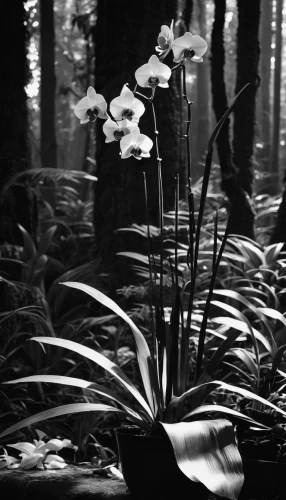 lillies,palm lilies,lilies,forest orchid,lilies of the valley,monochrome photography,pond plants,water plants,aquatic plants,orchids,undergrowth,autumnalis,aquatic plant,lilly of the valley,lily of the valley,palm lily,avalanche lily,swamp iris,blackandwhitephotography,cluster-lilies,Photography,Black and white photography,Black and White Photography 08