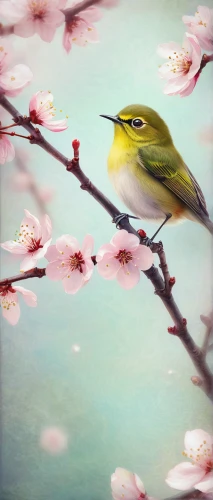 magnolia warbler,spring bird,spring background,bird painting,townsend's warbler,springtime background,japanese white-eye,flower and bird illustration,spring blossom,black throated green warbler,white-eye,spring blossoms,spring greeting,japanese cherry,bird flower,spring leaf background,cheery-blossom,flower painting,golden crowned kinglet,spring bloom,Illustration,Realistic Fantasy,Realistic Fantasy 15