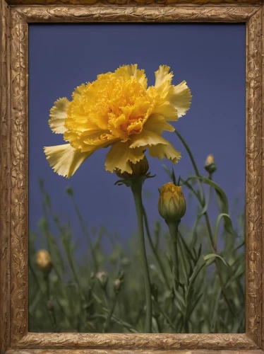 the trumpet daffodil,trollius download,calenduleae,calendula,iceland poppy,yellow calendula flower,narcissus,marigold flower,trollius of the community,english marigold,peony frame,papaver,calendula officinalis,opium poppy,ranunculus,daffodil,flowers frame,narcissus of the poets,crown marigold,helichrysum,Photography,Black and white photography,Black and White Photography 12