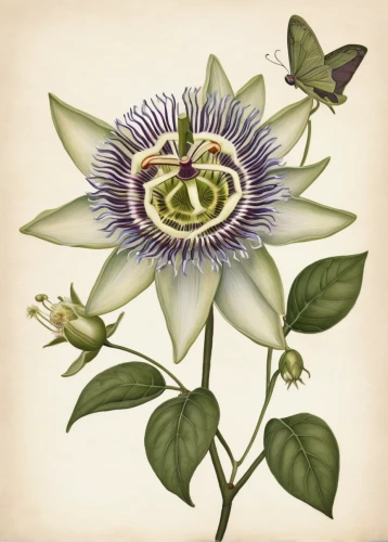 passiflora caerulea,passionflower caerulea,passiflora edulis,passiflora vitifolia,passionflower,purple passionflower,passiflora,common passion flower,passiflora sp,passion flower,purple passion flower,passion flower family,blue passion flower,white passion flower,passion flowers,flower illustration,illustration of the flowers,passion fruit flower,passion flower vine,big passion fruit flower,Illustration,Abstract Fantasy,Abstract Fantasy 05