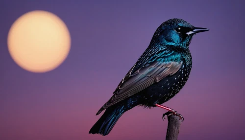 great-tailed grackle,european starling,night bird,grackle,starling,nocturnal bird,black billed magpie,adult starling,purple martin,steller s jay,boat tailed grackle,greater antillean grackle,blue bird,beautiful bird,blue parrot,starlings,pied starling,indigo bunting,hyacinth macaw,blue lamp,Conceptual Art,Oil color,Oil Color 17