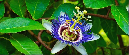 passiflora caerulea,passion fruit flower,big passion fruit flower,passionflower caerulea,passion flower bloom,passion flowers,passiflora edulis,passiflora vitifolia,passiflora,passion flower vine,passion flower fruit,passion flower with bud,passion flower,purple passion flower,passiflora sp,passion flower tendrils,blue passion flower,purple passionflower,passionflower,passion flower vine with bud,Illustration,Abstract Fantasy,Abstract Fantasy 04