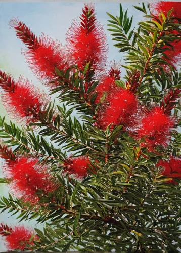 callistemon citrinus,red foliage,grevillea,leucaena,coral bush,fir needles,chestnut tree with red flowers,pine flower,quandong,mimosa tenuiflora,xanthorrhoeaceae,flower pine,norfolk island pine,chile pine,fir tree decorations,fir-tree branches,red juniper,watercolor pine tree,inflorescences,spruce cones,Illustration,Japanese style,Japanese Style 10