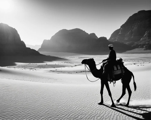 arabian camel,wadi rum,shadow camel,wadirum,camel caravan,dromedaries,capture desert,dromedary,camels,bedouin,desert landscape,desert desert landscape,camelride,camel,male camel,libyan desert,nomadic people,two-humped camel,desert safari dubai,rem in arabian nights,Illustration,Black and White,Black and White 33