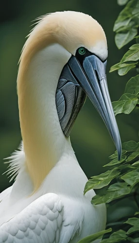 cape gannet,northern gannet,gannet,white pelican,cape gannet preening,eastern white pelican,pelican,great white pelican,brown pelican,dalmatian pelican,red-crowned crane,egret,sharp beak,fujian white crane,white heron,pelecanus onocrotalus,the danube delta,danube delta,stork,beak feathers,Illustration,American Style,American Style 02