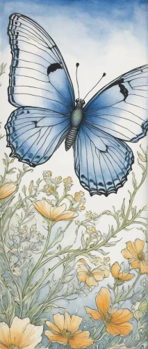 blue butterfly background,ulysses butterfly,mazarine blue butterfly,butterfly background,hesperia (butterfly),eastern tailed blue,adonis blue,black-veined white butterfly,long-tailed blue,janome butterfly,blue butterfly,satyrium (butterfly),short-tailed blue,cabbage white butterfly,holly blue,sky butterfly,common blue butterfly,blue butterflies,vanessa (butterfly),plebejus,Illustration,Black and White,Black and White 13