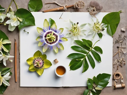 passion flower family,passiflora,common passion flower,passion fruit flower,passion flower fruit,big passion fruit flower,passion flowers,passionflower,passion flower,passiflora sp,white passion flower,ylang-ylang,passiflora edulis,tea flowers,passiflora caerulea,bookmark with flowers,naturopathy,botanical frame,passiflora vitifolia,passion flower with bud,Unique,Design,Knolling