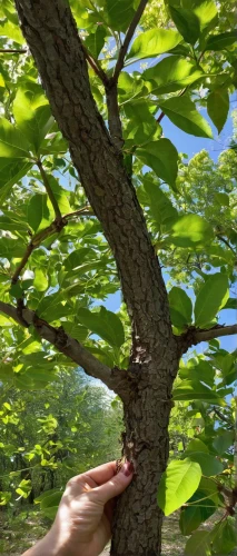 mountain alder,zelkova serrata,siberian elm,liriodendron tulipifera,american chestnut,thunberg's fan maple,european beech,hazel alder,cherry branch,norway maple,eastern black walnut,a young tree,eastern catalpa,castanea sativa,leaf maple,swedish mountain ash,oregon white oak,tree branch,hokka tree,flourishing tree,Conceptual Art,Daily,Daily 32