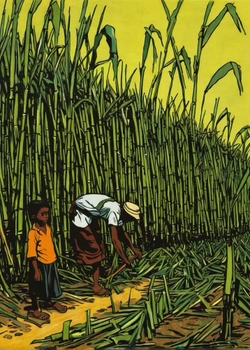 cereal cultivation,sugarcane,the rice field,sugar cane,field cultivation,rice fields,agricultural,paddy harvest,corn field,rice paddies,rice cultivation,rice field,maize,rice straw broom,ricefield,agroculture,cornfield,agricultural use,agriculture,cool woodblock images,Illustration,Paper based,Paper Based 21