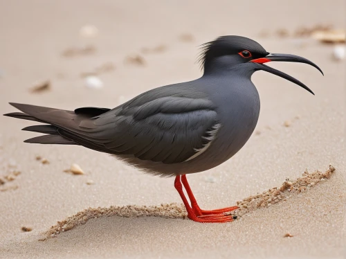 inca tern,sooty tern,black tern,a species of marine bird,coastal bird,haematopus ostralegus,black skimmer,pied oystercatcher,tern bird,laughing gull,shorebird,oystercatcher,sea bird,australian bird,surf scoter,arctic tern,whiskered tern,seabird,sea swallow,common tern,Conceptual Art,Daily,Daily 05