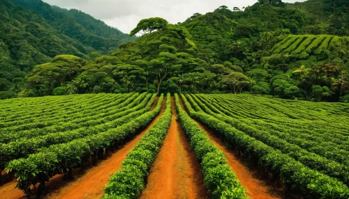 tea field,tea plantations,coffee plantation,tea plantation,heart tea plantation,moc chau tea hills,viñales valley,fruit fields,southern wine route,arabica,tea plant,vineyards,grape plantation,kiwi plantation,tea garden,jamaican blue mountain coffee,kangkong,wine growing,pineapple fields,passion vines,Illustration,Vector,Vector 15