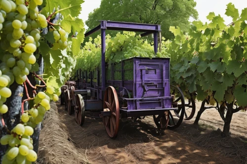 grape harvesting machine,grape harvest,grape plantation,fresh grapes,viticulture,wine harvest,grapevines,vineyard grapes,vineyard,table grapes,grapes,grape vine,grapes icon,napa,vineyards,grape hyancinths,white grapes,wood and grapes,grape vines,purple grapes,Illustration,Black and White,Black and White 15