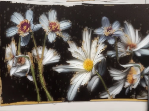 marguerite daisy,oxeye daisy,white cosmos,daisy flowers,flannel flower,cosmos flowers,avalanche lily,marguerite,ox-eye daisy,mayweed,barberton daisies,coneflowers,flower painting,white daisies,cosmea,scrapbook flowers,daisies,australian daisies,studies,chicory,Common,Common,Photography
