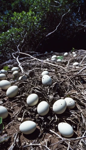 bird eggs,goose eggs,brown eggs,broken eggs,eggs,hatchlings,white eggs,great-crested grebe eggs,nest,lay eggs,spring nest,fresh eggs,free-range eggs,blue eggs,charcoal nest,egg net,kiwi plantation,lots of eggs,hatching,bird nests,Photography,Documentary Photography,Documentary Photography 28