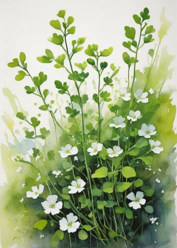 snowdrop anemones,flower painting,genus anemone,rockcress,stitchwort,garden cress,watercress,lilly of the valley,anemone sylvestris,parsley leaves,gypsophila,centella,saxifragales,white clover,cardamine pratensis,watercolour flowers,wood-sorrel,bush anemone,white anemones,wood anemones,Illustration,Paper based,Paper Based 05