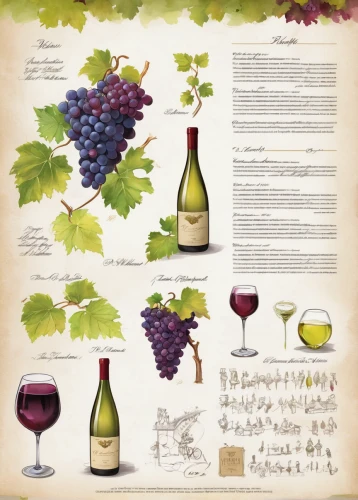 wine grape,grapes icon,wine grapes,grapes goiter-campion,wild wine,grapevines,burgundy wine,vitis,viticulture,wine cultures,watercolor wine,grape vine,wines,isabella grapes,wine diamond,grape turkish,wine region,pinot noir,botrytis l,young wine,Unique,Design,Character Design