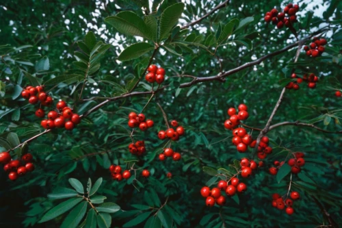 red berries,mountain ash berries,rowan berries,rowan fruit,ilex vomitoria,holly berries,ripe berries,elder berries,black rowan,rowanberry,ireland berries,goose berries,myrica rubra,mistletoe berries,rosehip berries,rowanberries,rowan-tree,wild cherry,cherry branch,holly bush,Photography,Black and white photography,Black and White Photography 12