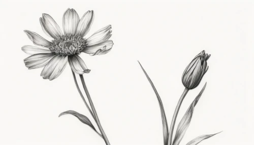 stitchwort,oxeye daisy,cosmea,osteospermum,common daisy,coneflowers,flower illustration,hieracium,marguerite daisy,ornithogalum,flower drawing,illustration of the flowers,crepis paludosa,leucanthemum,sea aster,mayweed,daisy flowers,ornithogalum umbellatum,cyanus cornflower,winter aster,Illustration,Black and White,Black and White 35