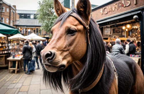 belgian horse,carnival horse,portrait animal horse,vintage horse,brown horse,gypsy horse,a horse,horse head,shire horse,wooden horse,horse,horse-drawn carriage pony,equine,draft horse,kutsch horse,mustang horse,horse snout,horse meat,horse looks,equines